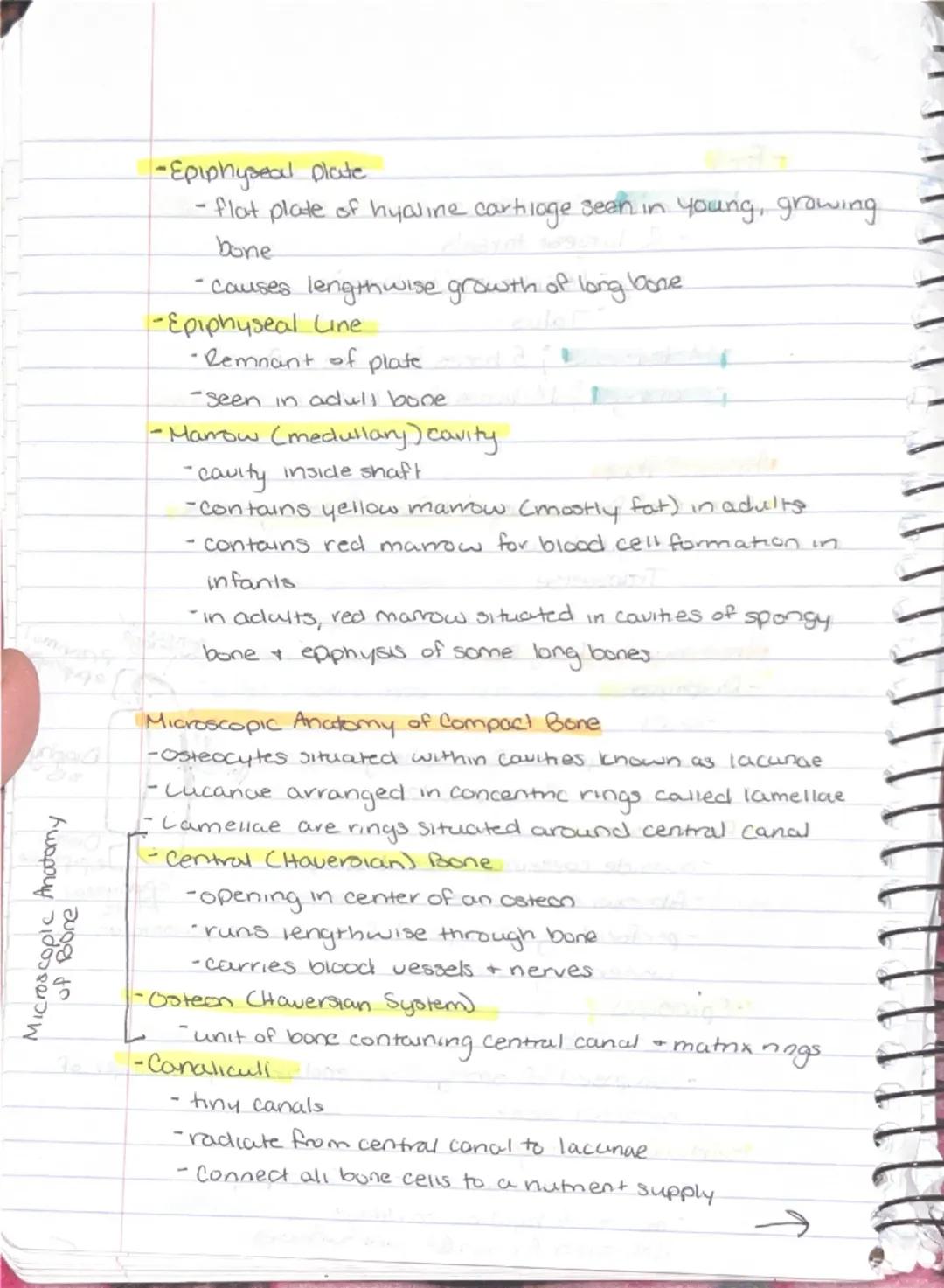 --- OCR Start ---
Ch 5: Sheletal System
Sineletal System
-2 subdivisions of skeleton.
-Axial
-appendicular
-Parts of the Skeletal system
Bon