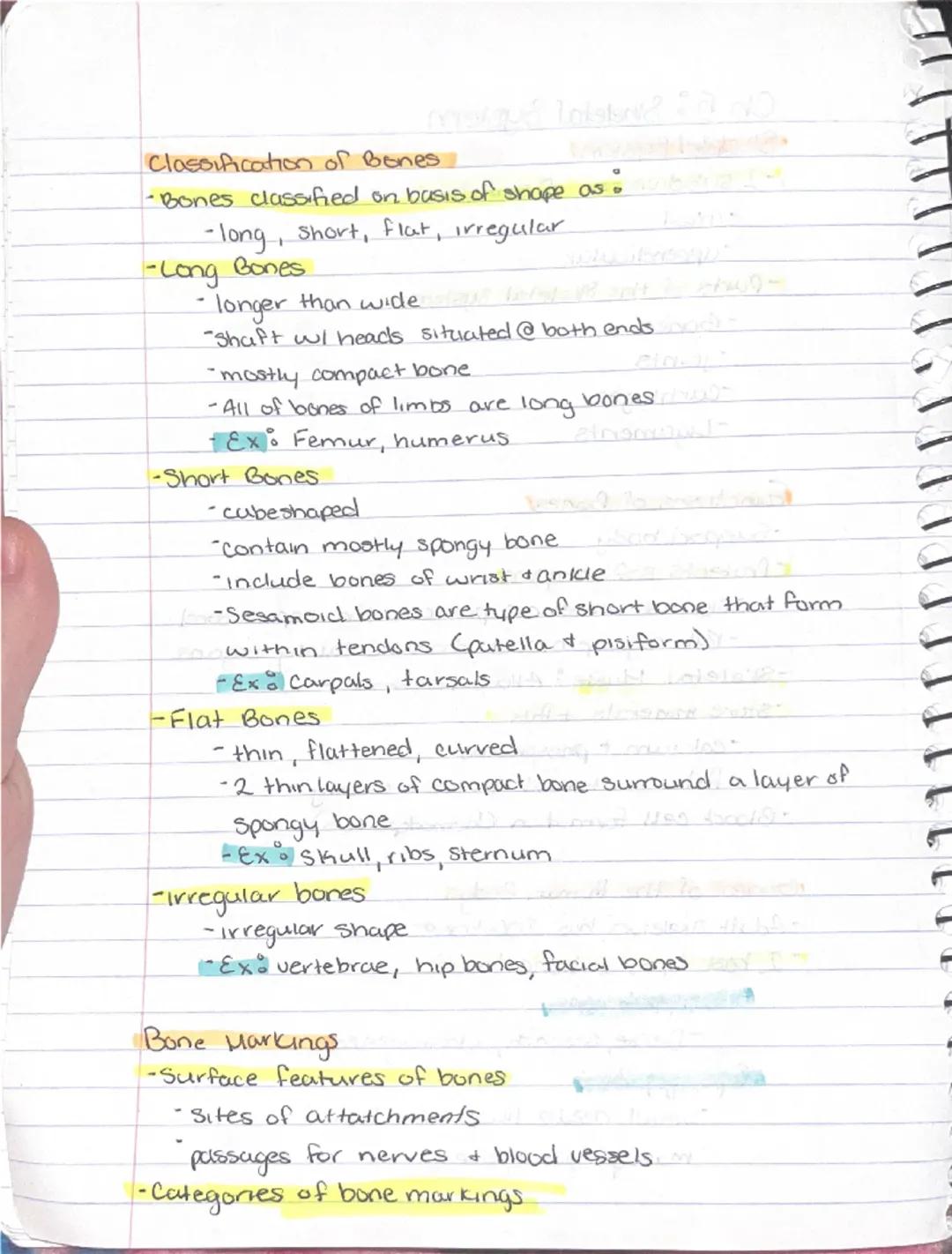 --- OCR Start ---
Ch 5: Sheletal System
Sineletal System
-2 subdivisions of skeleton.
-Axial
-appendicular
-Parts of the Skeletal system
Bon