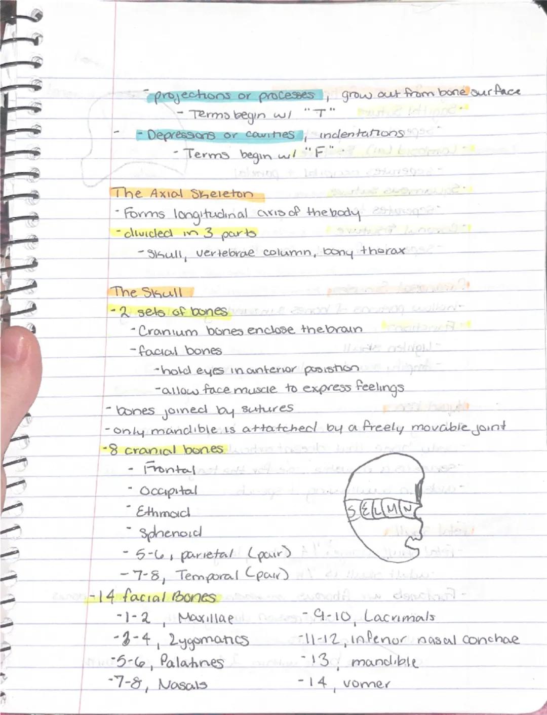 --- OCR Start ---
Ch 5: Sheletal System
Sineletal System
-2 subdivisions of skeleton.
-Axial
-appendicular
-Parts of the Skeletal system
Bon