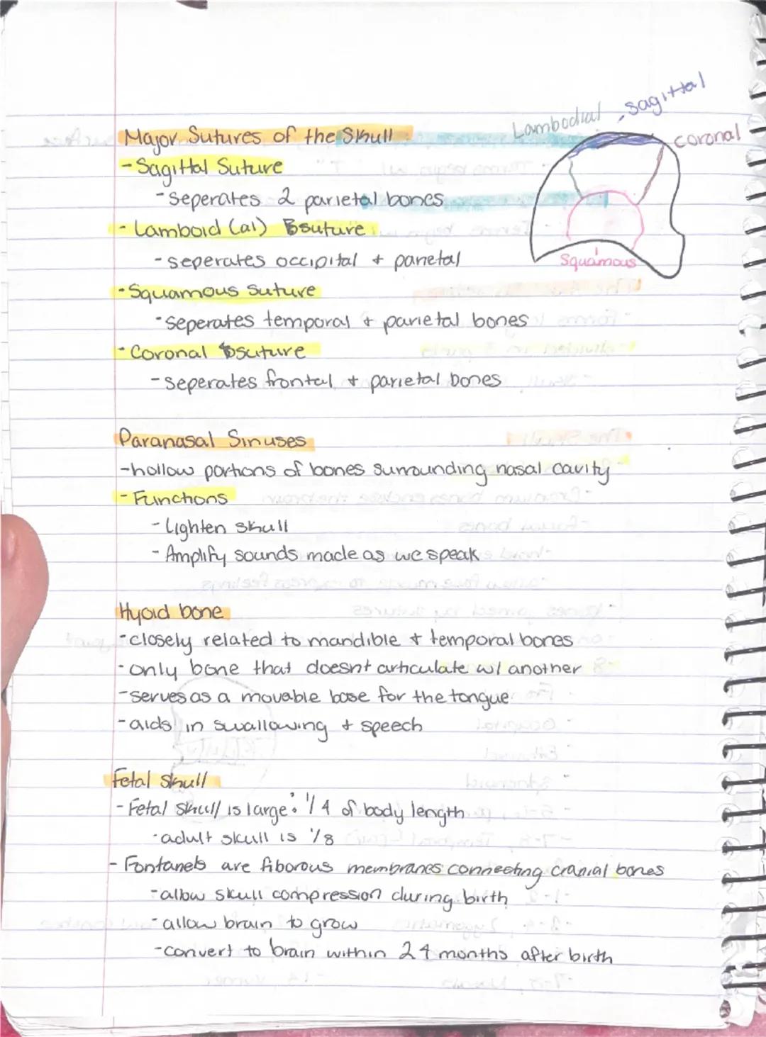 --- OCR Start ---
Ch 5: Sheletal System
Sineletal System
-2 subdivisions of skeleton.
-Axial
-appendicular
-Parts of the Skeletal system
Bon