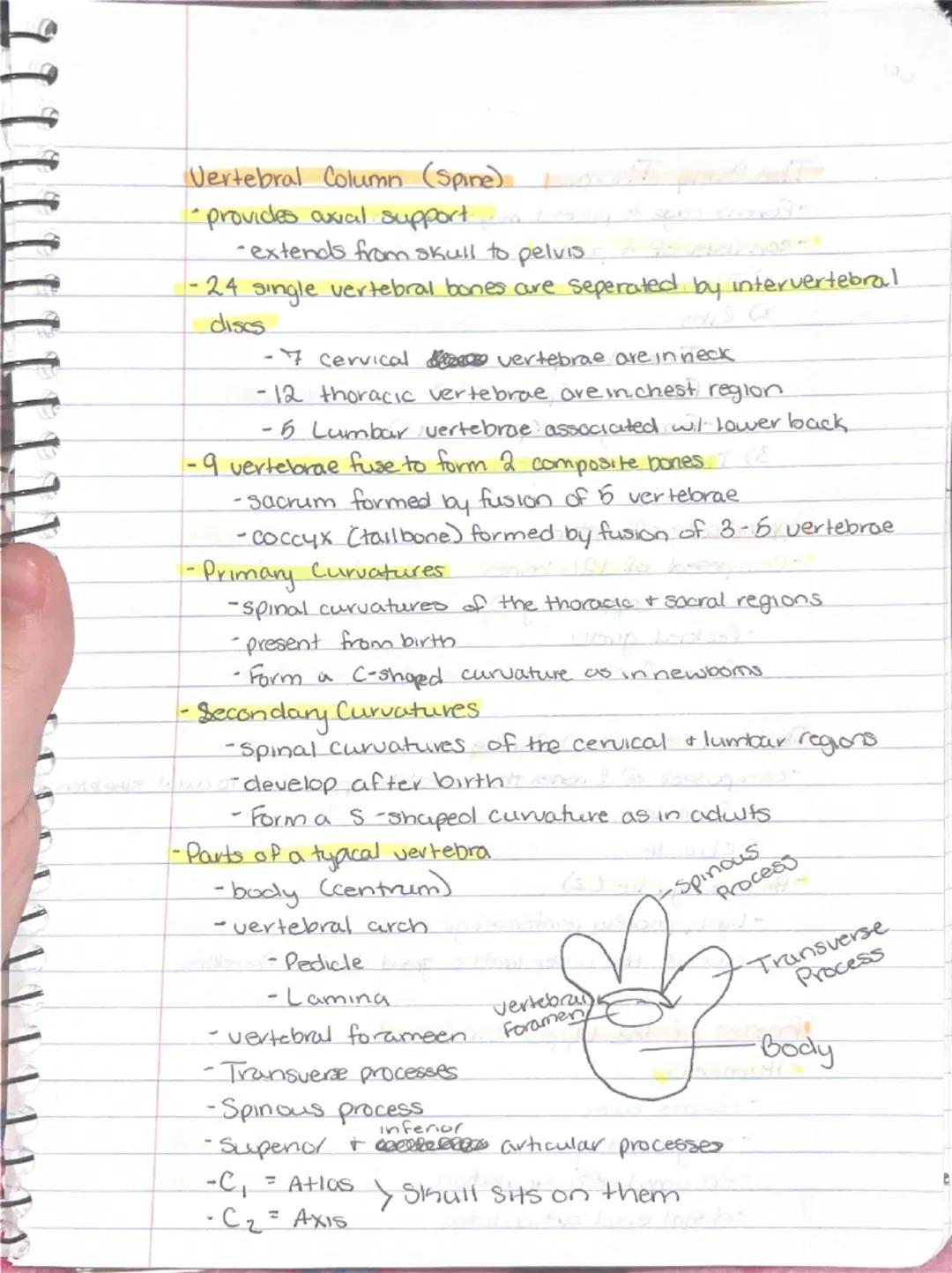 --- OCR Start ---
Ch 5: Sheletal System
Sineletal System
-2 subdivisions of skeleton.
-Axial
-appendicular
-Parts of the Skeletal system
Bon