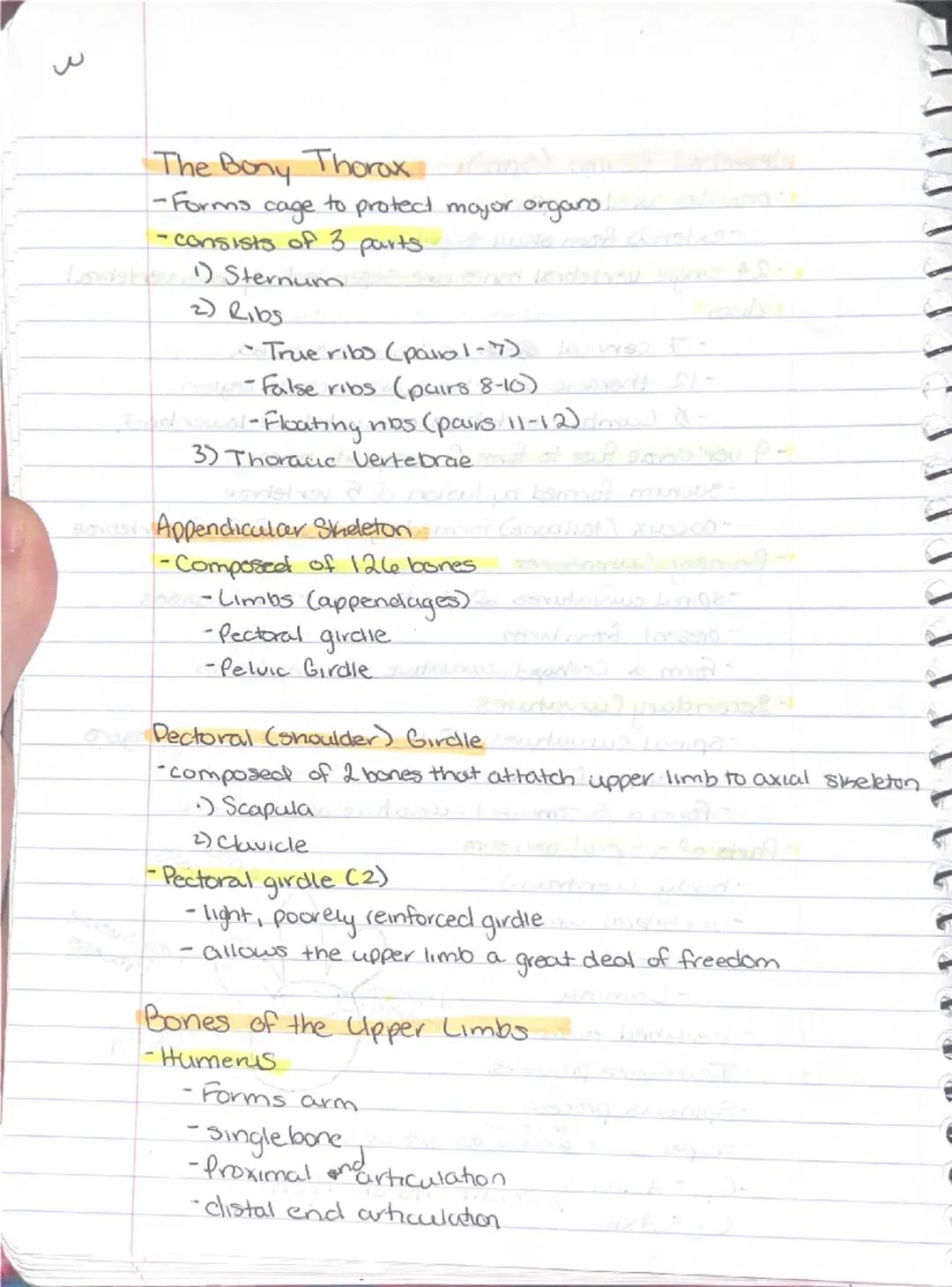 --- OCR Start ---
Ch 5: Sheletal System
Sineletal System
-2 subdivisions of skeleton.
-Axial
-appendicular
-Parts of the Skeletal system
Bon
