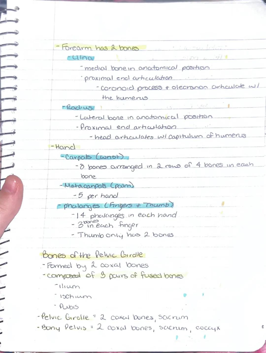 --- OCR Start ---
Ch 5: Sheletal System
Sineletal System
-2 subdivisions of skeleton.
-Axial
-appendicular
-Parts of the Skeletal system
Bon