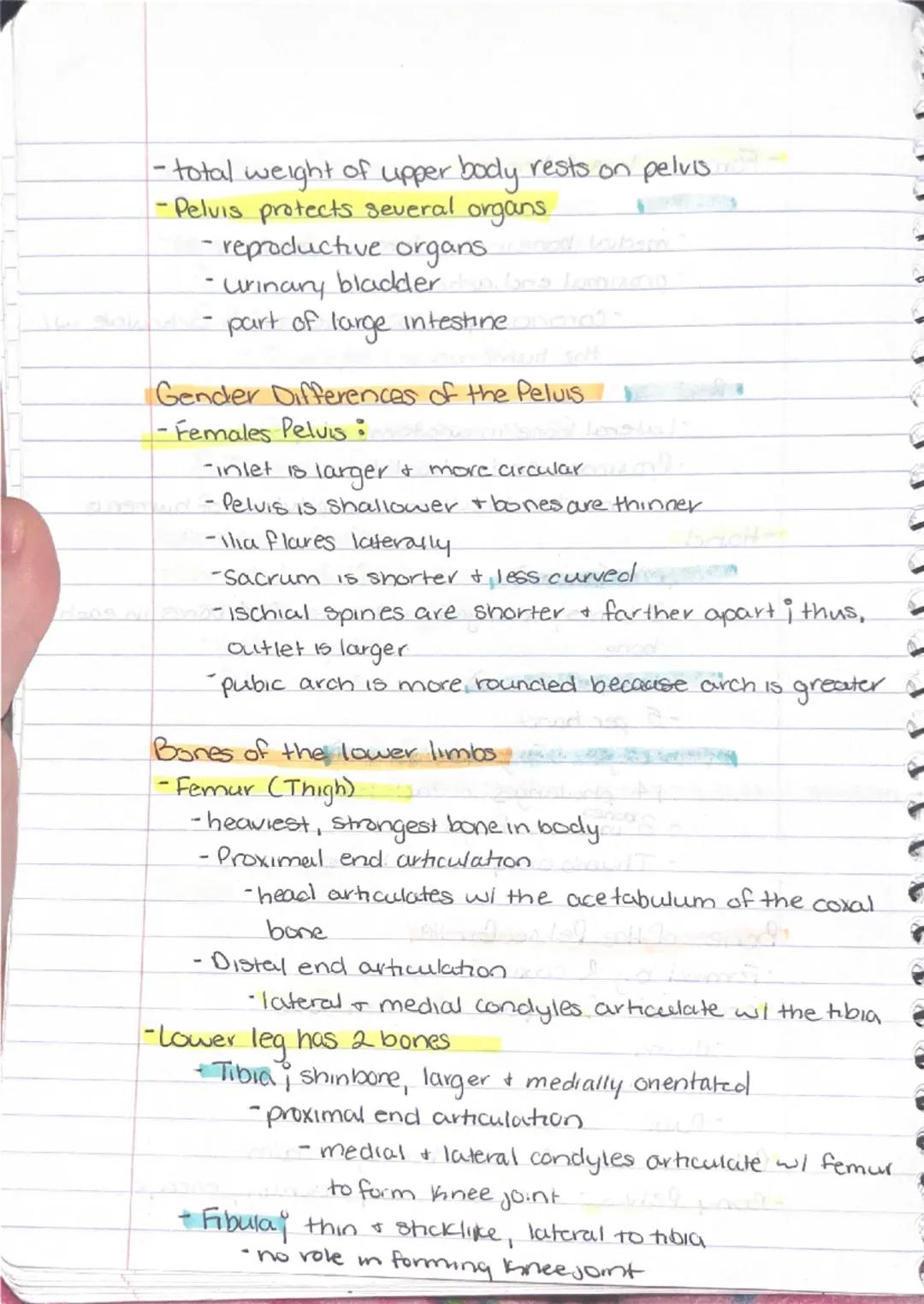 --- OCR Start ---
Ch 5: Sheletal System
Sineletal System
-2 subdivisions of skeleton.
-Axial
-appendicular
-Parts of the Skeletal system
Bon