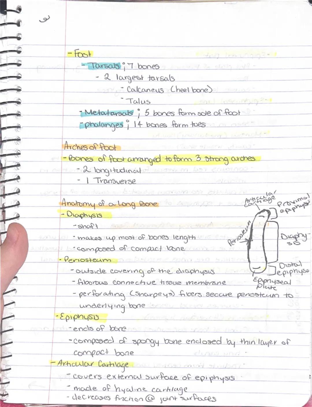 --- OCR Start ---
Ch 5: Sheletal System
Sineletal System
-2 subdivisions of skeleton.
-Axial
-appendicular
-Parts of the Skeletal system
Bon