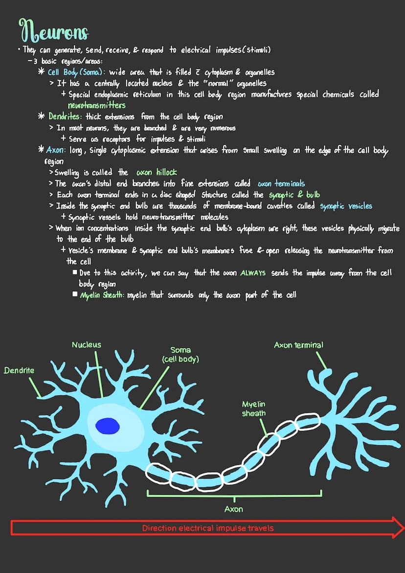 Cells In The Nervous System
Neuroglial Cells
•Aka neuroglia: Do NOT carry information or impulses
- Support or aid neurons
More numerous tha