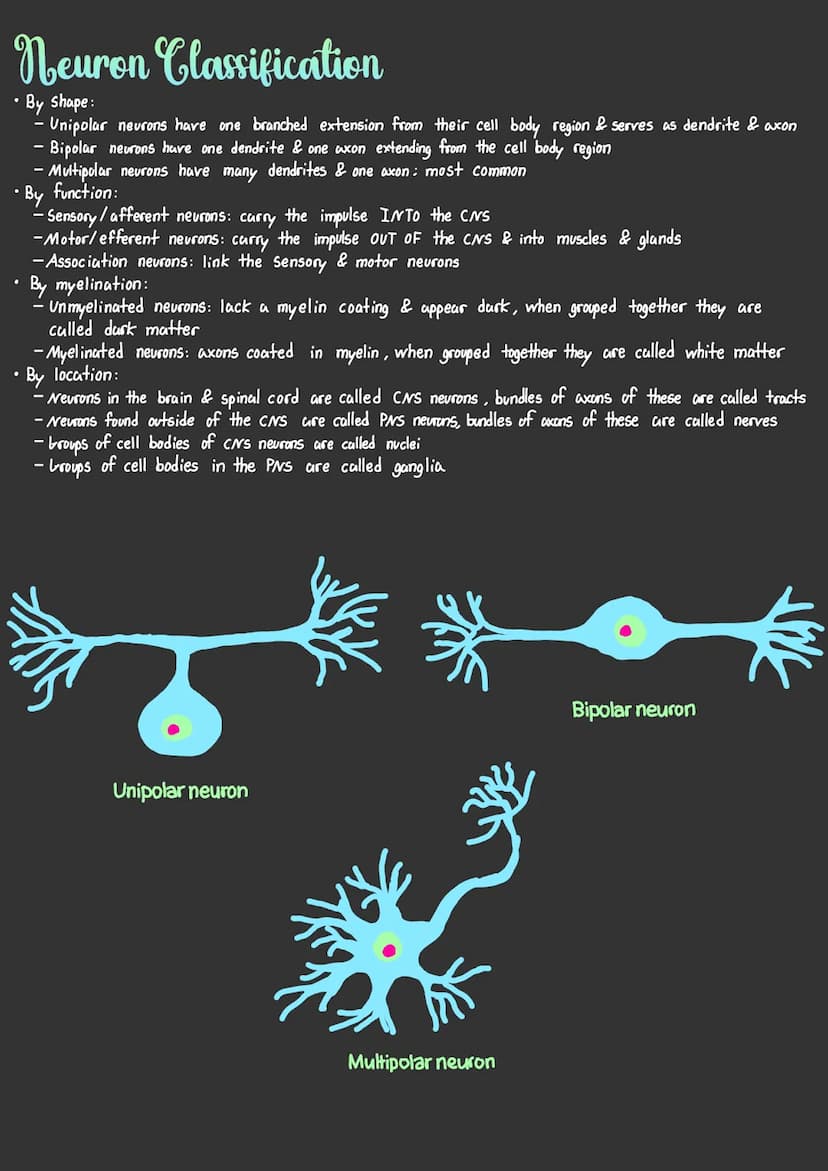 Cells In The Nervous System
Neuroglial Cells
•Aka neuroglia: Do NOT carry information or impulses
- Support or aid neurons
More numerous tha