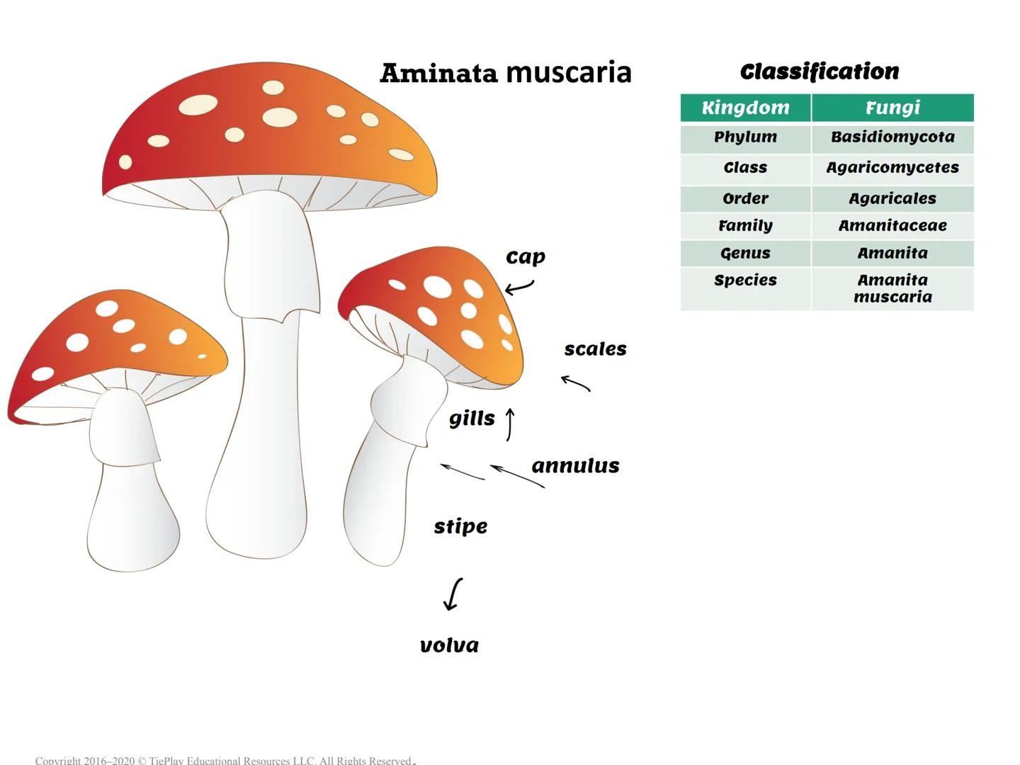 The Fungi Kingdom
Passages & Comprehension Questions
Copyright 2016-2020 TiePlay Educational Resourc
Fungi Kingdom
Allgents Reserved
Copyrig