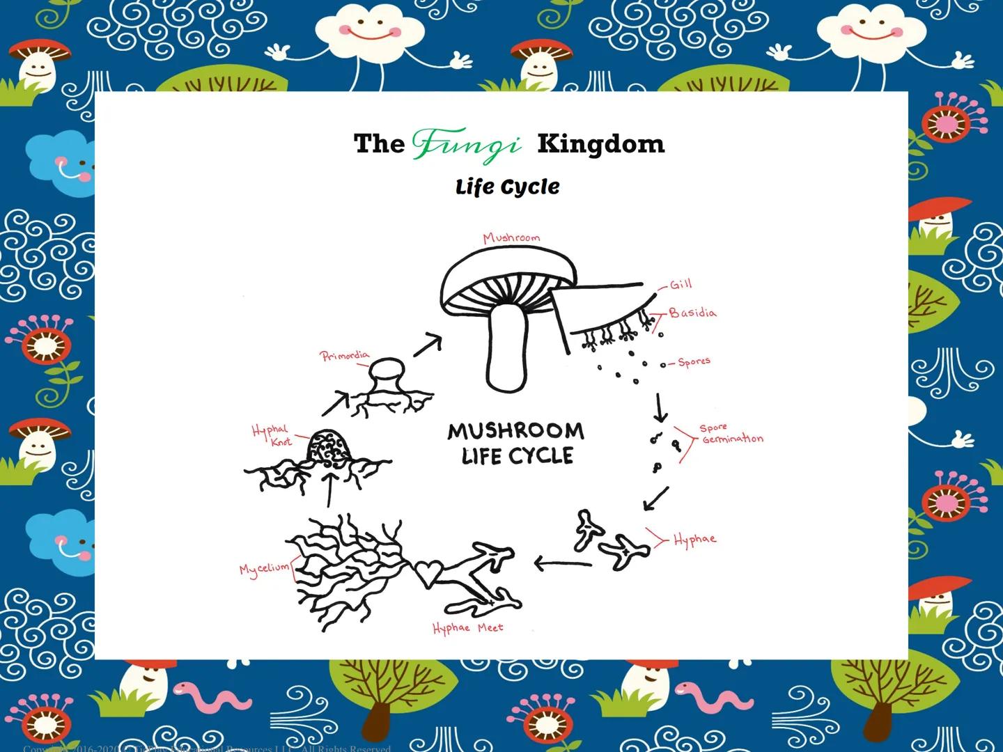 The Fungi Kingdom
Passages & Comprehension Questions
Copyright 2016-2020 TiePlay Educational Resourc
Fungi Kingdom
Allgents Reserved
Copyrig