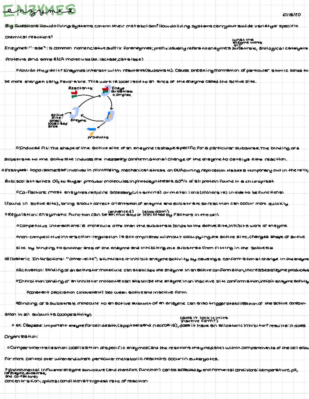 Enzymes-AP Bio Notes