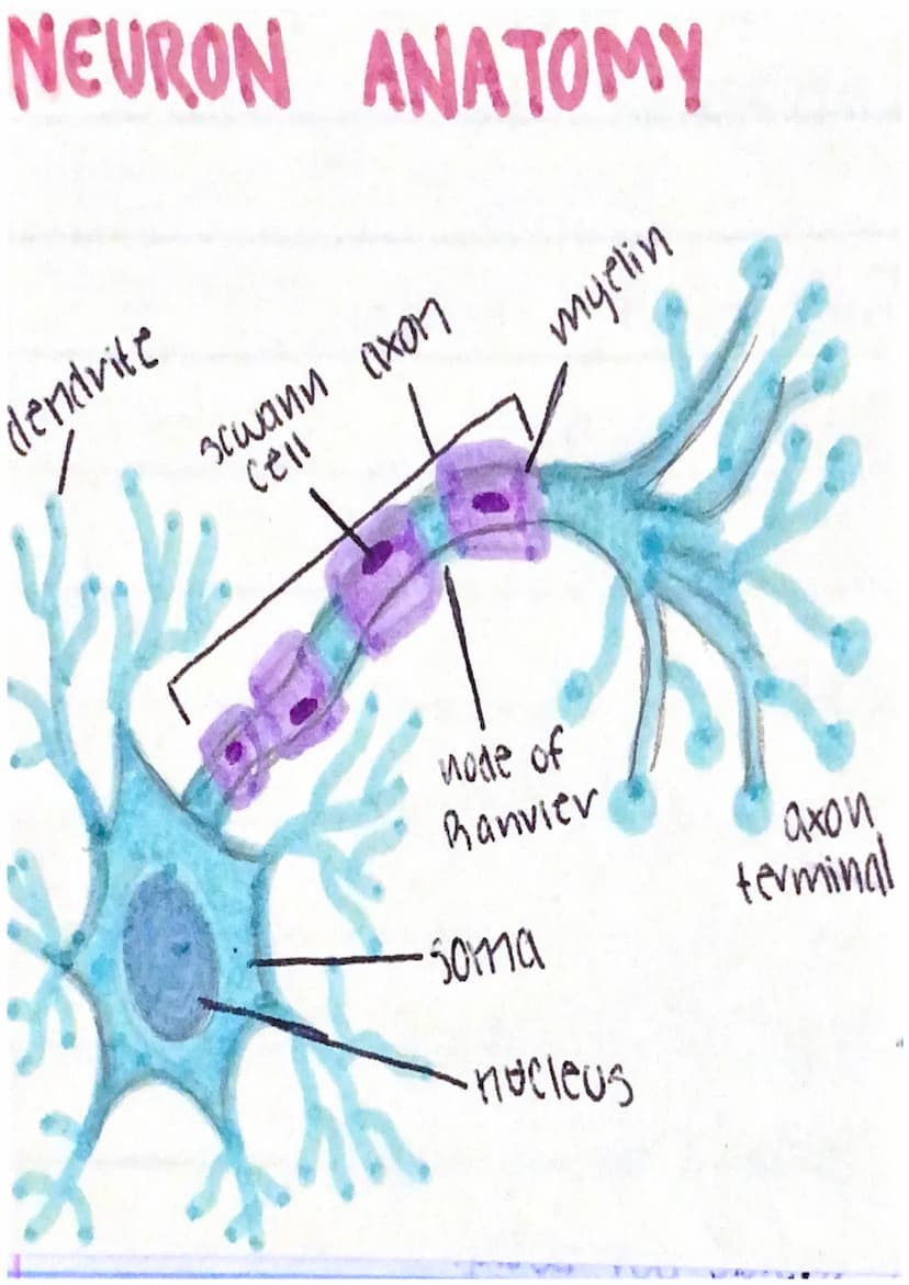 10
Infro to Anatomy and Physiology
anatomy & what it is. Whats the structure (form)
physiology the function
* Form Fits Function *
*Anatomy 