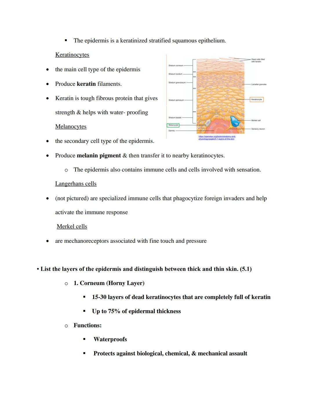 EXS 207 Topic 4: Integumentary System Study Objectives

Use our lecture slides as your primary resource for addressing each objective. It is