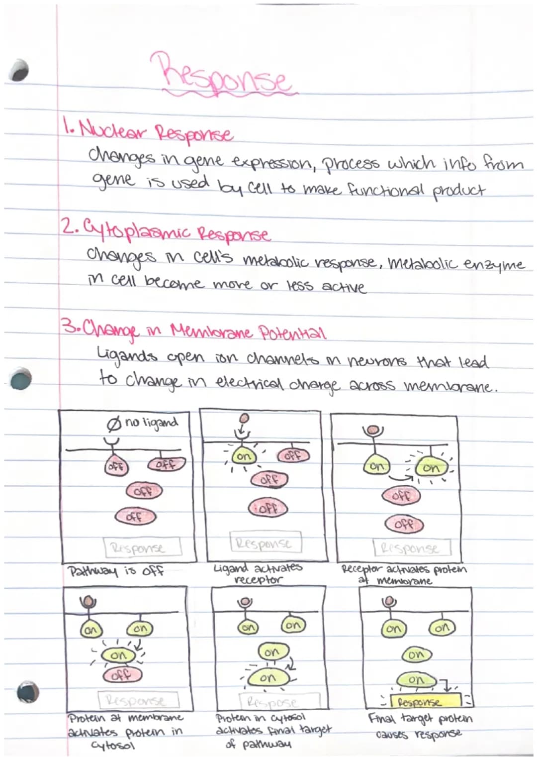 1. Nuclear Response
changes in gene expression, process which info from
gene is used by cell to make functional product.
2. Cytoplasmic Resp