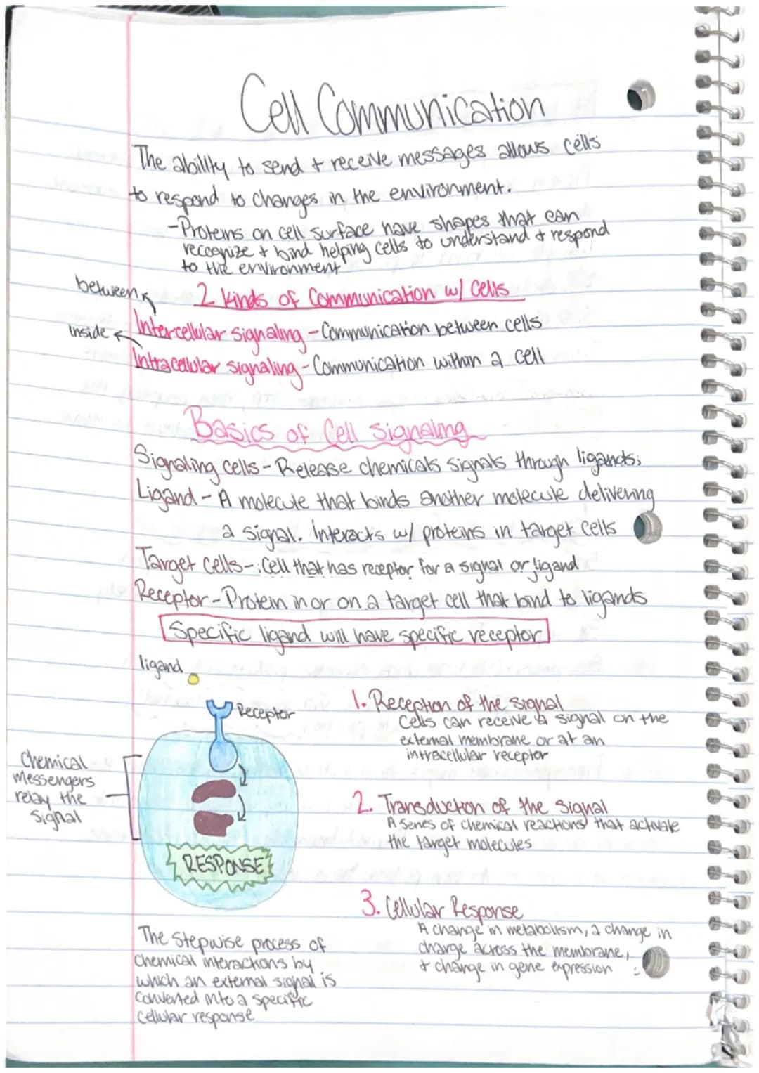 1. Nuclear Response
changes in gene expression, process which info from
gene is used by cell to make functional product.
2. Cytoplasmic Resp