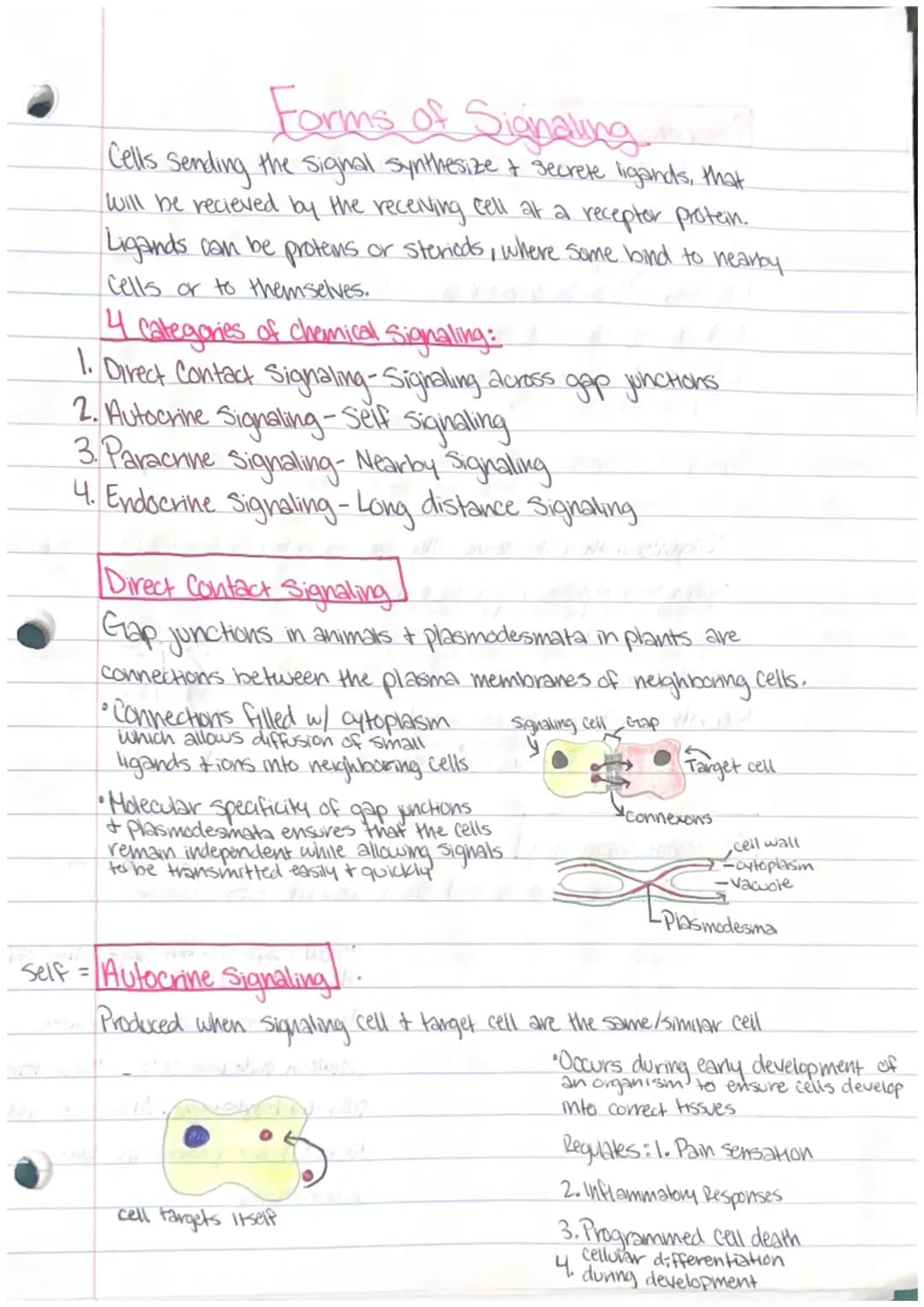 1. Nuclear Response
changes in gene expression, process which info from
gene is used by cell to make functional product.
2. Cytoplasmic Resp