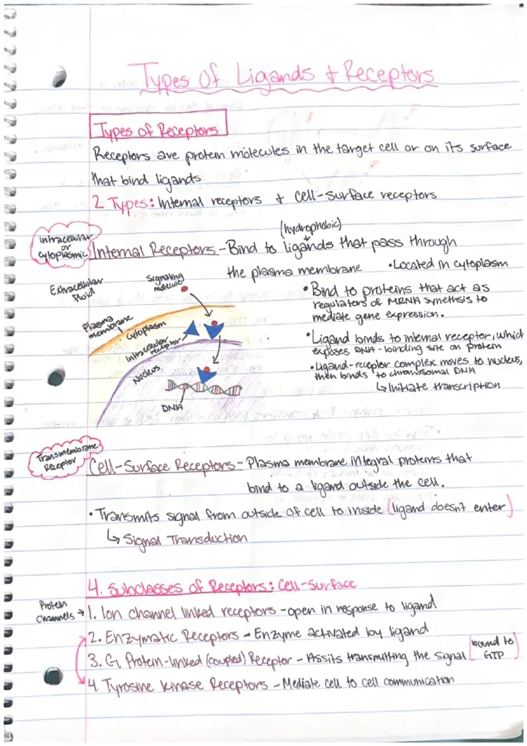 1. Nuclear Response
changes in gene expression, process which info from
gene is used by cell to make functional product.
2. Cytoplasmic Resp