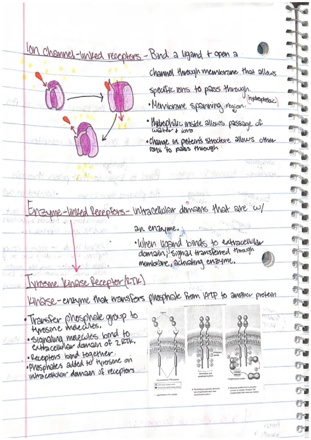 1. Nuclear Response
changes in gene expression, process which info from
gene is used by cell to make functional product.
2. Cytoplasmic Resp