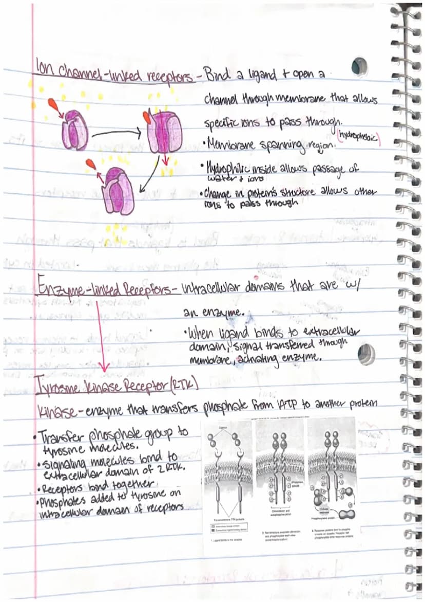 1. Nuclear Response
changes in gene expression, process which info from
gene is used by cell to make functional product.
2. Cytoplasmic Resp