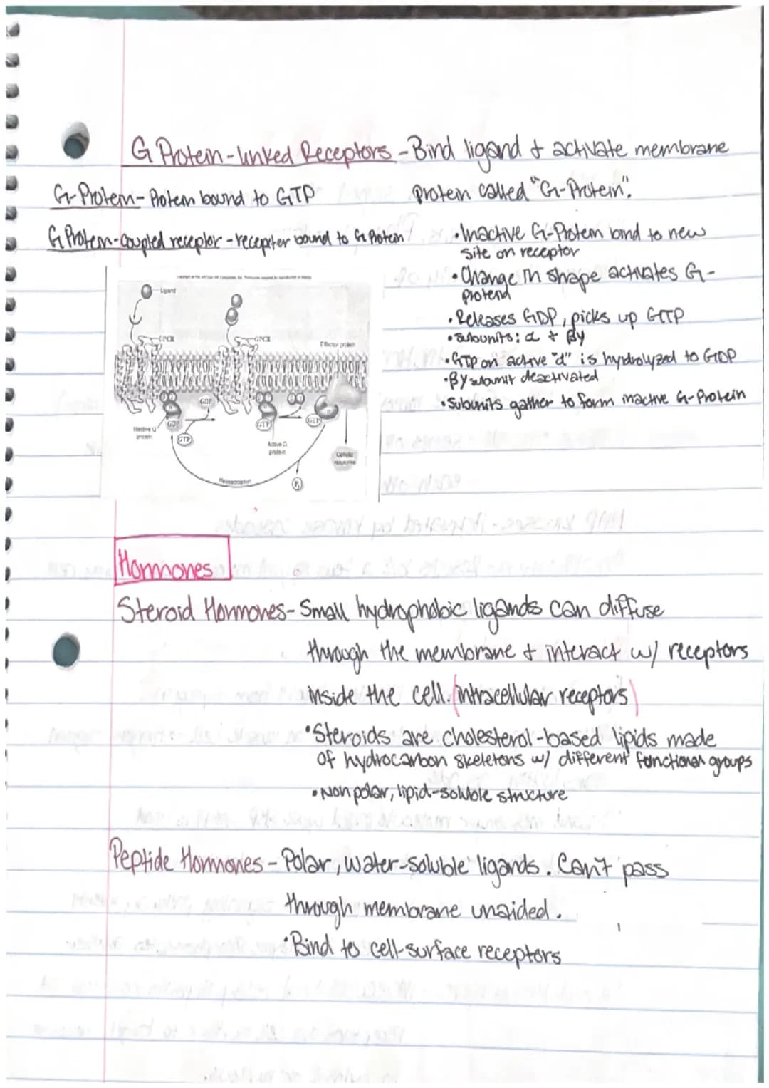 1. Nuclear Response
changes in gene expression, process which info from
gene is used by cell to make functional product.
2. Cytoplasmic Resp