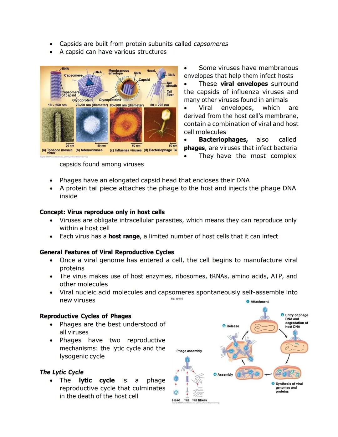 VIRUSES

*   Viruses called bacteriophages can infect and set in motion a genetic takeover of
    bacteria, such as Escherichia coli
*   Vir