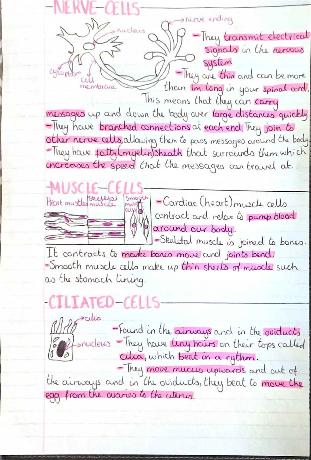How Nerve, Muscle, and Ciliated Cells Work in Your Body!