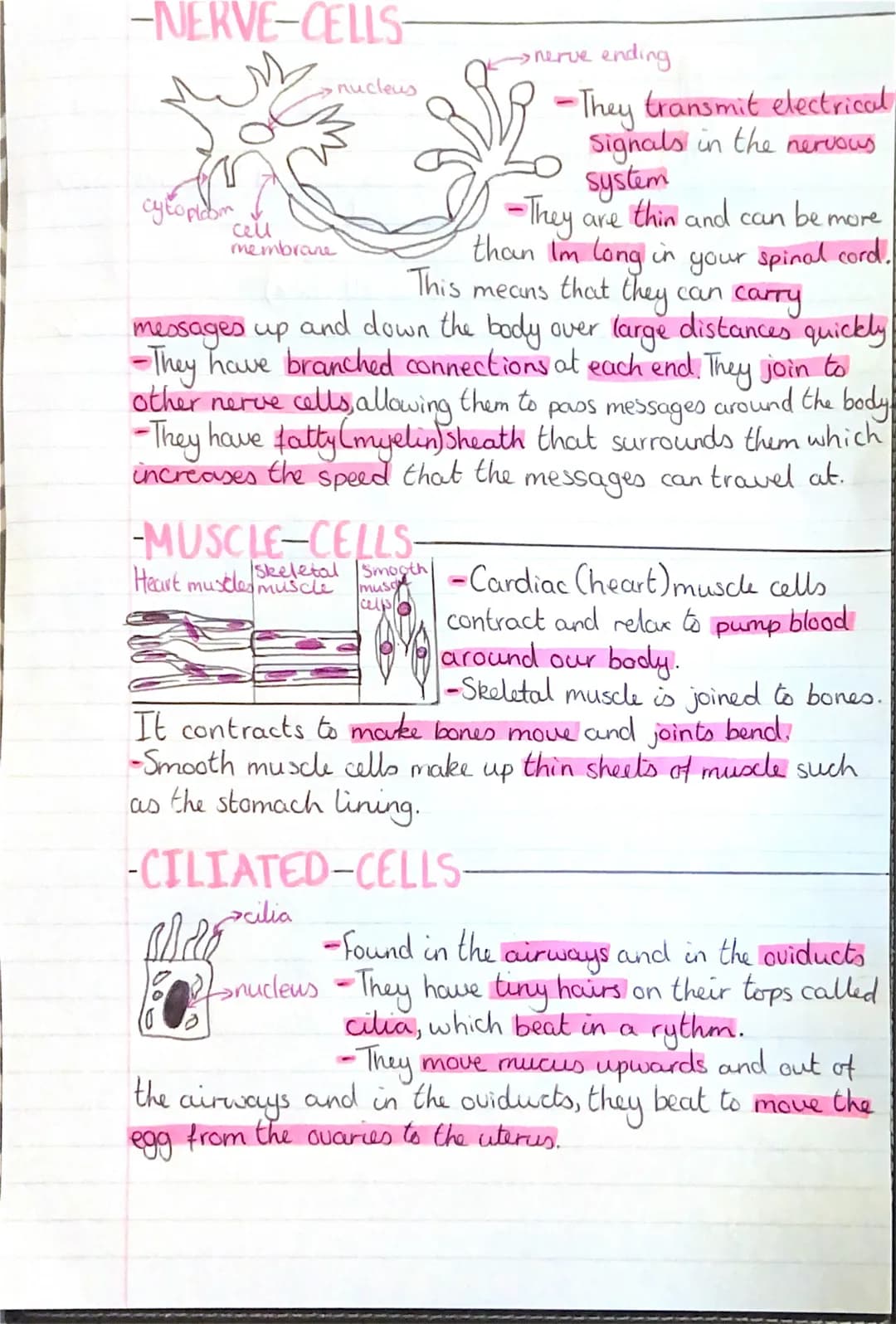 -NERVE-CELLS-
cytoplasm
cell
membrane
-MUSCLE-CELLS-
Heart
This
means
they
carry
messages up and down the body over large distances quickly
