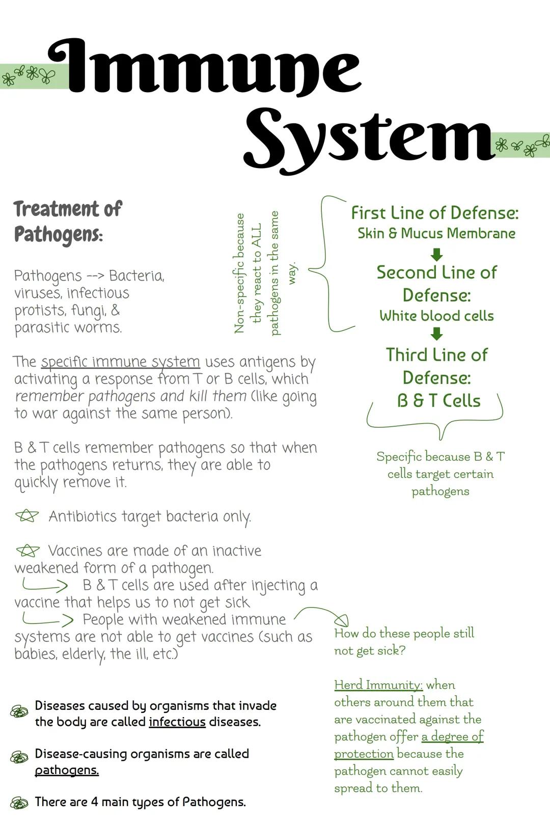 Immune System Notes
