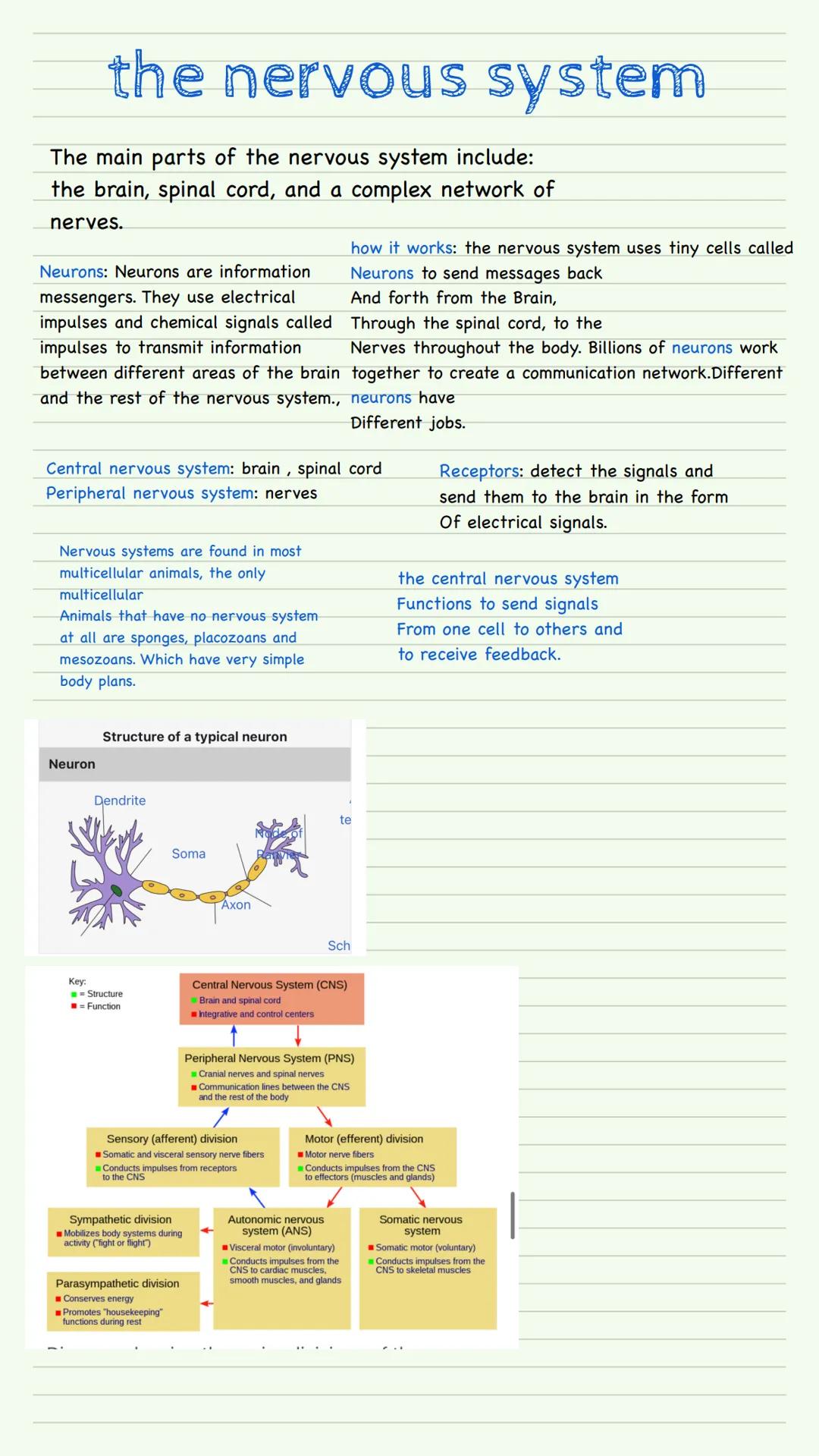 Understanding the Human Nervous System