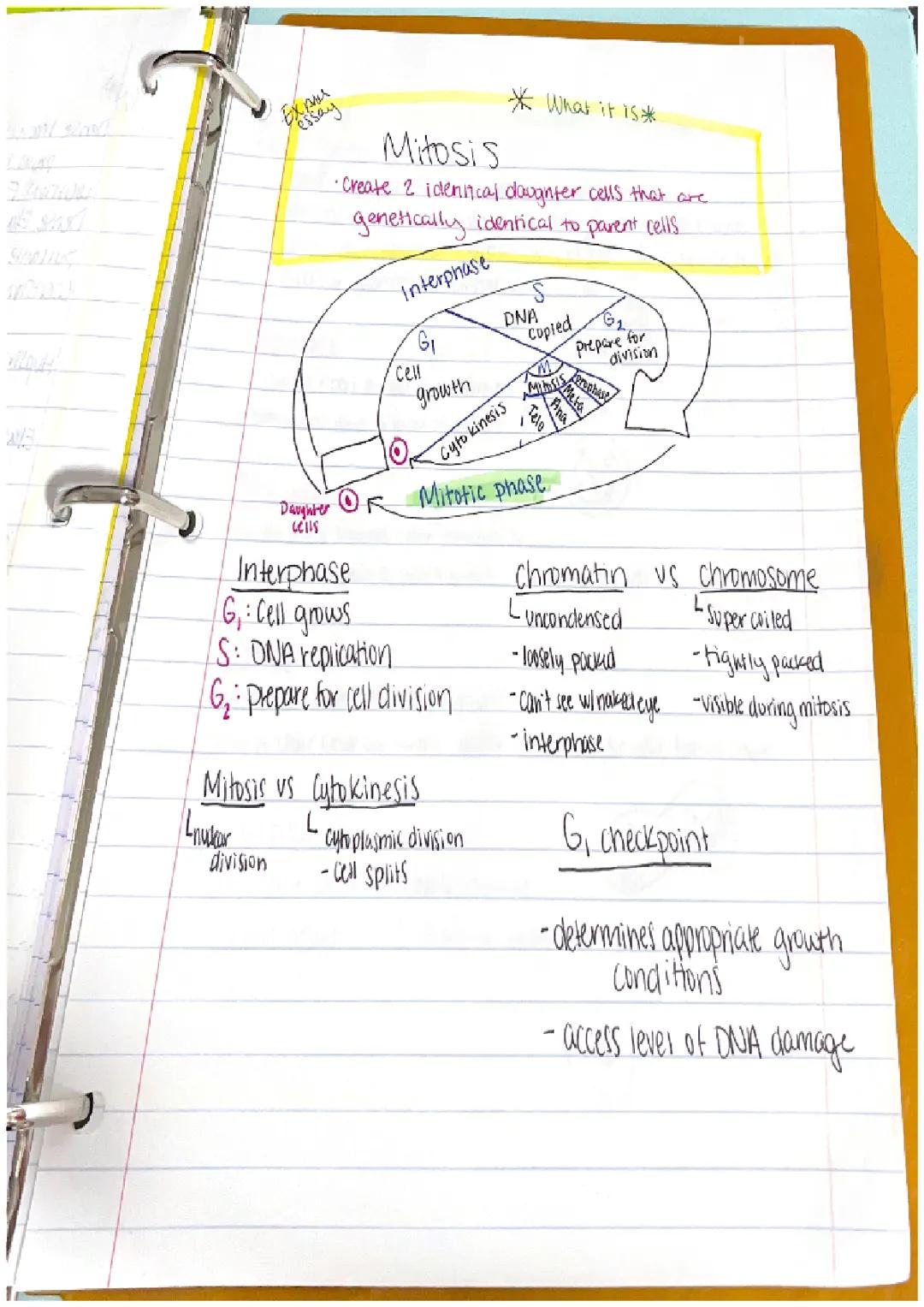 Cool Guide: Mitosis and Cytokinesis Explained for Kids!