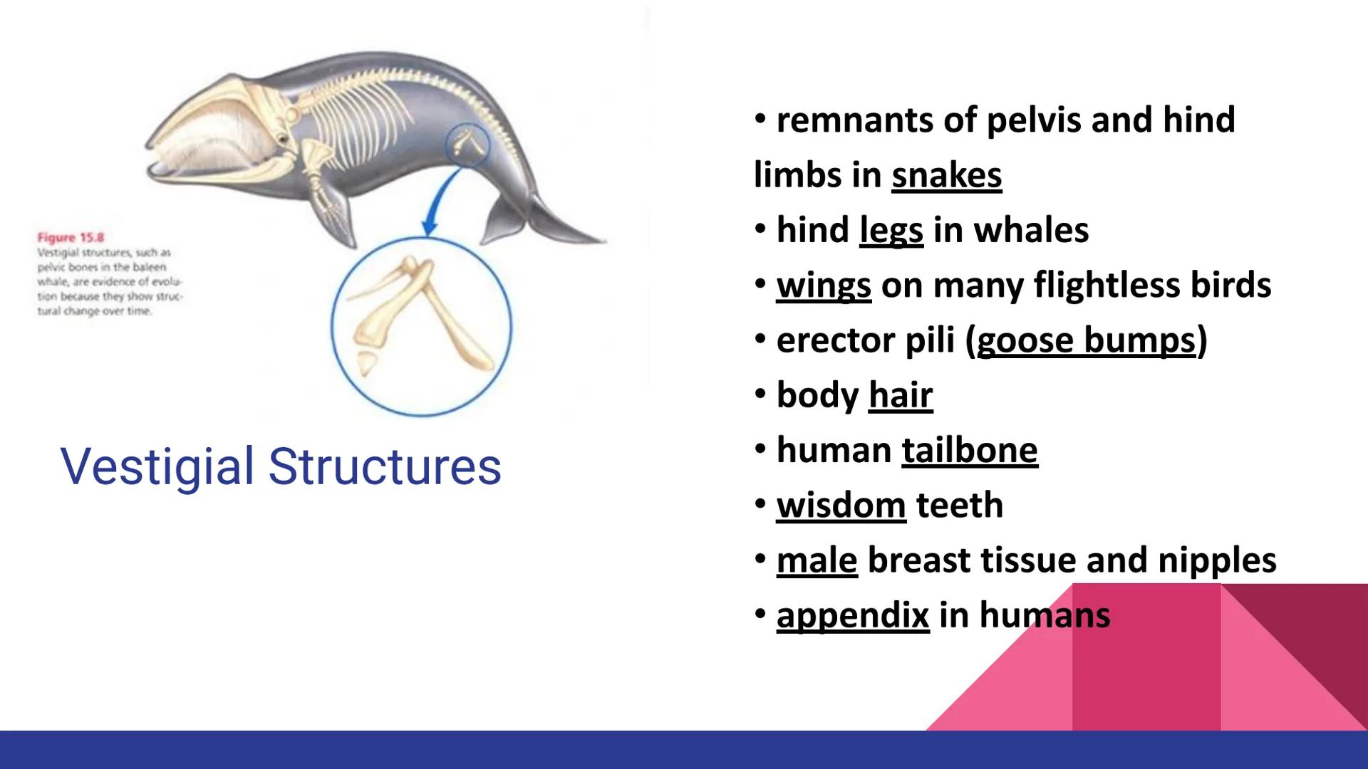 Evolution
Evolution, Evidence, and Mechanisms
of Evolution Continuity of Life
• Continuity of lifeforms on Earth is based on an organism's s