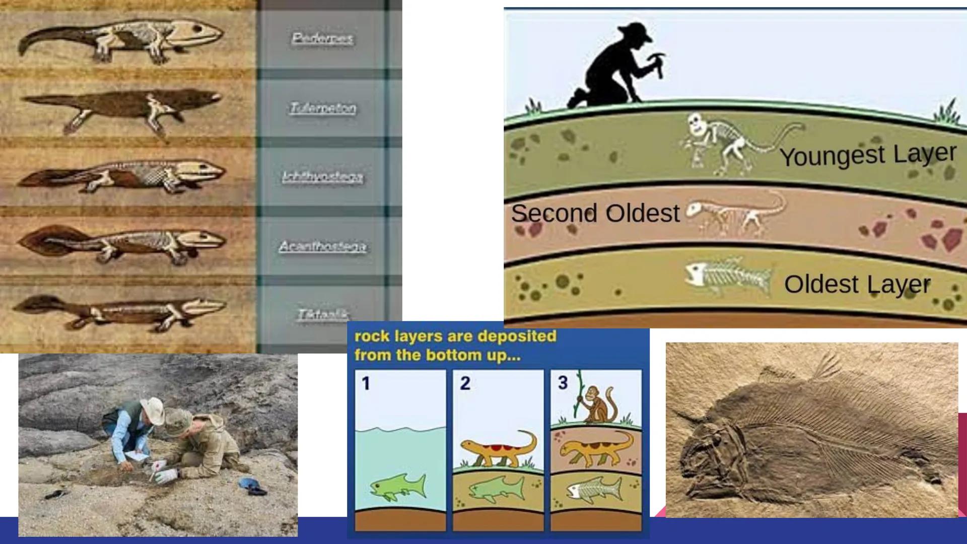 Evolution
Evolution, Evidence, and Mechanisms
of Evolution Continuity of Life
• Continuity of lifeforms on Earth is based on an organism's s