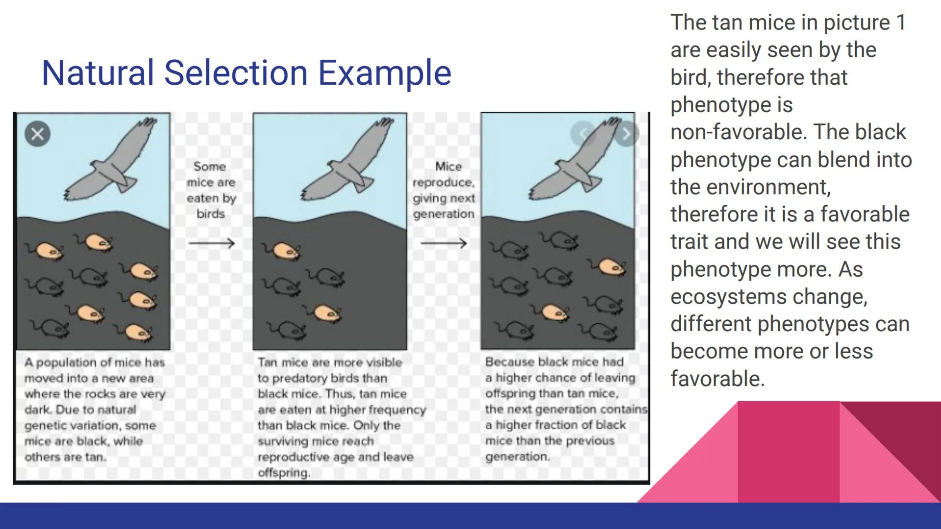 Evolution
Evolution, Evidence, and Mechanisms
of Evolution Continuity of Life
• Continuity of lifeforms on Earth is based on an organism's s