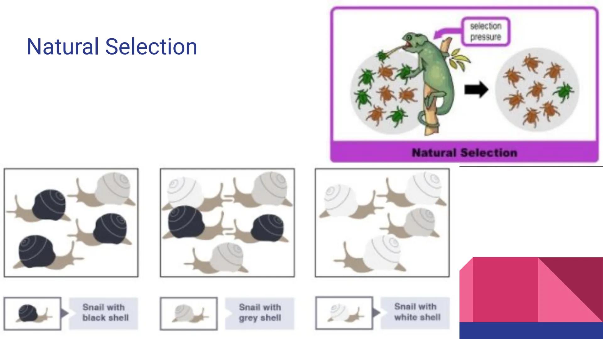 Evolution
Evolution, Evidence, and Mechanisms
of Evolution Continuity of Life
• Continuity of lifeforms on Earth is based on an organism's s