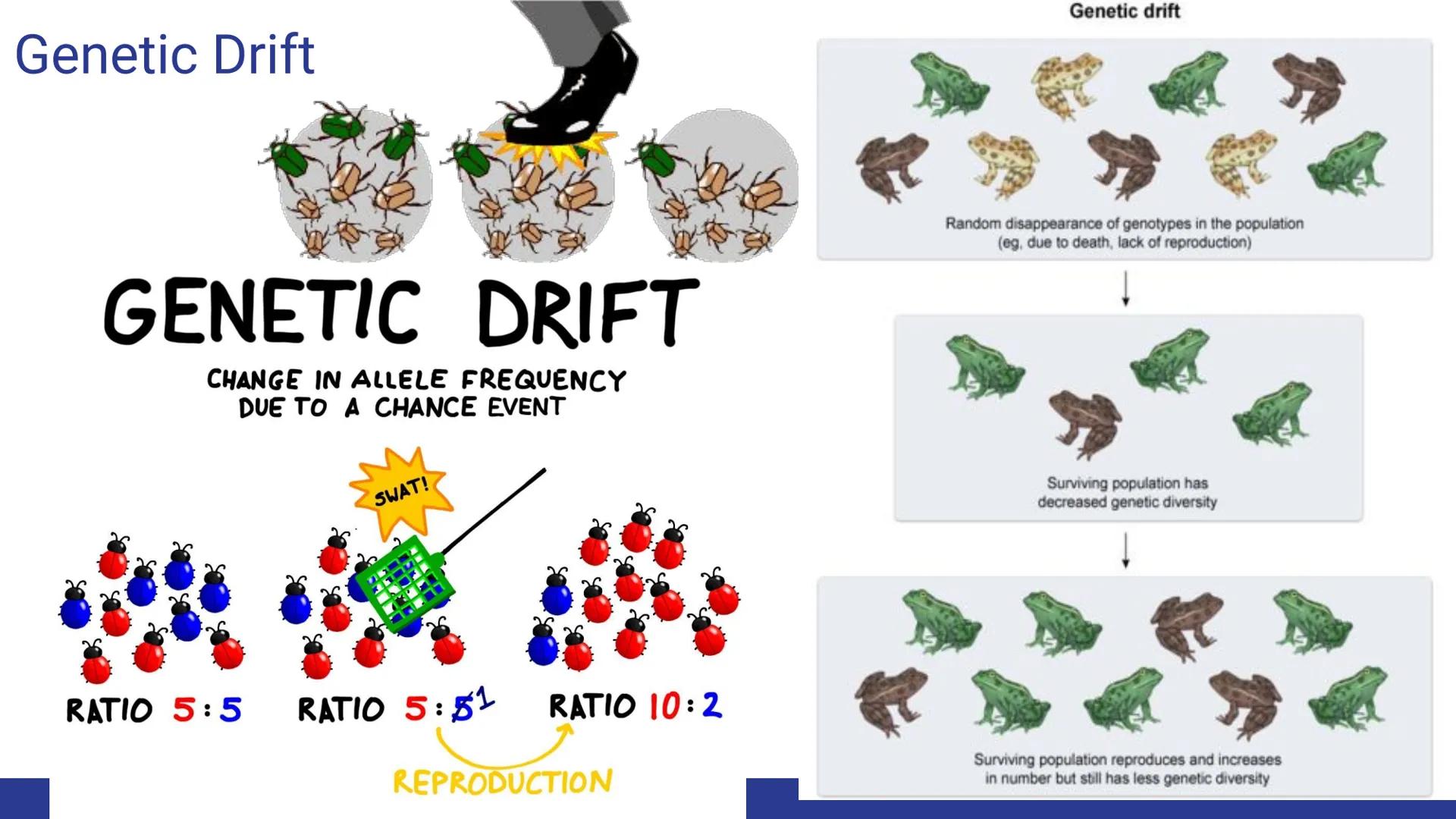 Evolution
Evolution, Evidence, and Mechanisms
of Evolution Continuity of Life
• Continuity of lifeforms on Earth is based on an organism's s