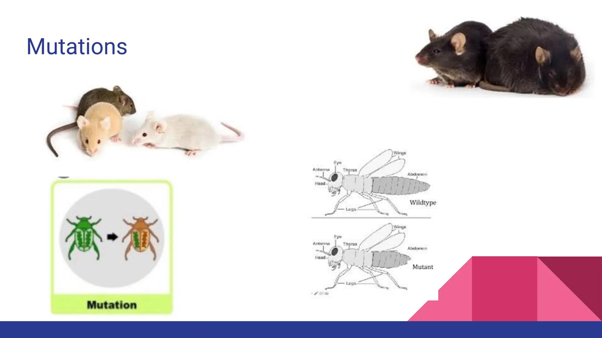 Evolution
Evolution, Evidence, and Mechanisms
of Evolution Continuity of Life
• Continuity of lifeforms on Earth is based on an organism's s