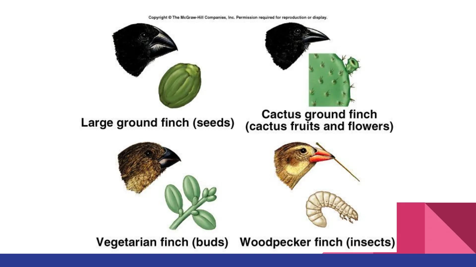 Evolution
Evolution, Evidence, and Mechanisms
of Evolution Continuity of Life
• Continuity of lifeforms on Earth is based on an organism's s