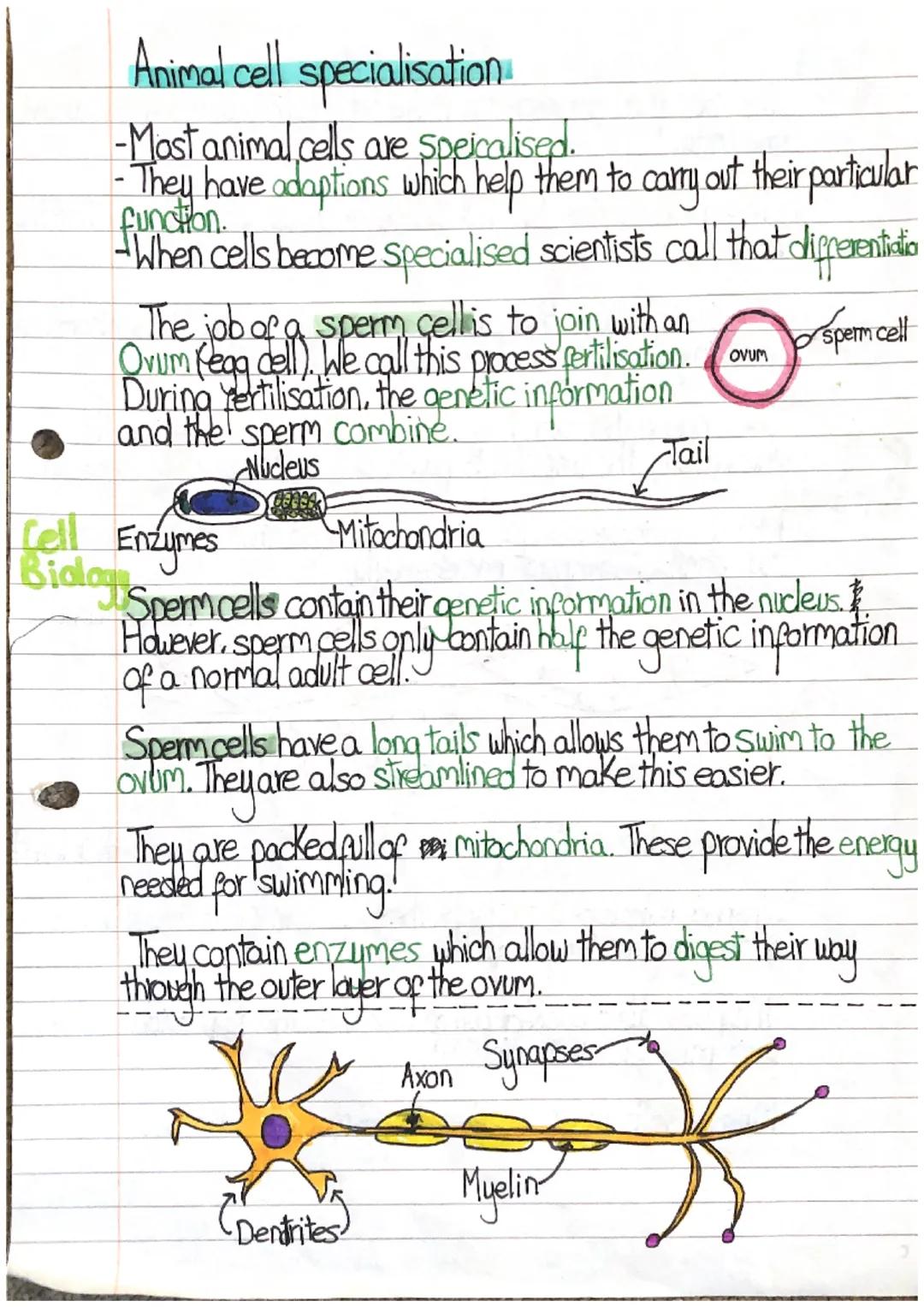 Animal cell specialisation:
- Most animal cells are speicalised.
- They have adoptions which help them to carry out their particular
functio