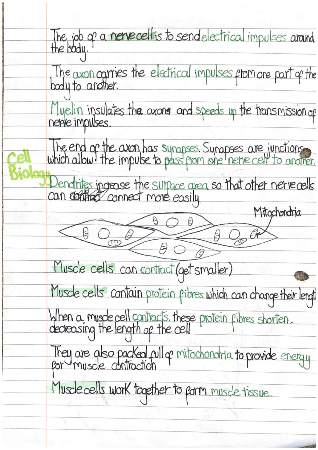 Animal cell specialisation:
- Most animal cells are speicalised.
- They have adoptions which help them to carry out their particular
functio