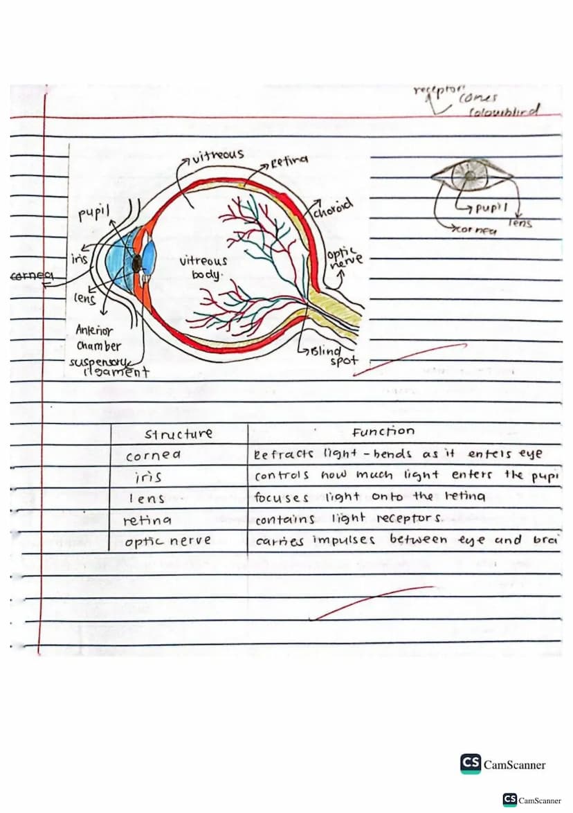 √2/9/22
obj: Define co-ordination and control
keywords
brain
spinal cord
voluntary action
Involuntary action
nerves
response
Stimulus (stimu