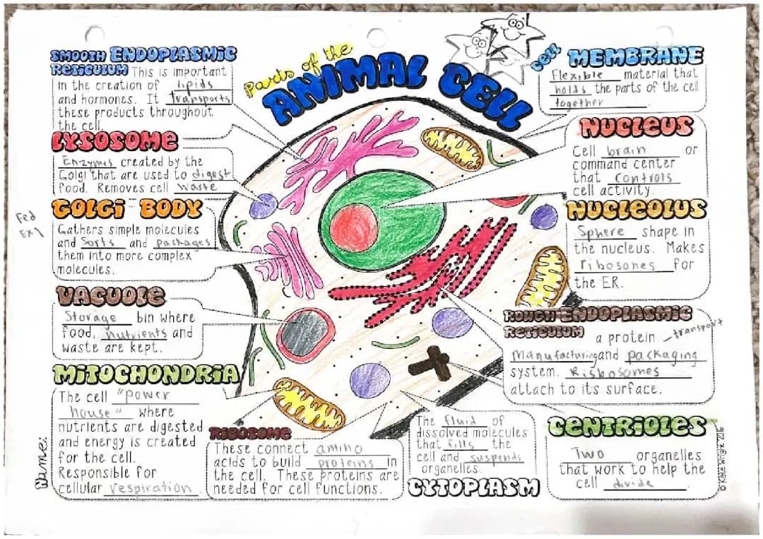 How Cell Parts Like Smooth ER, Mitochondria, and Golgi Body Help Cells Work