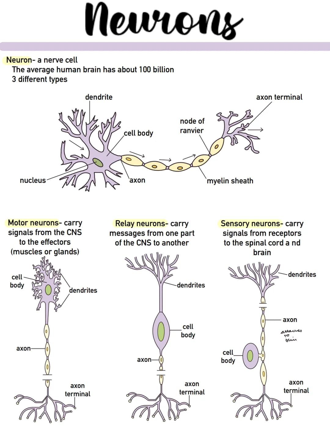 Neuron- a nerve cell
The average human brain has about 100 billion
3 different types
nucleus
Motor neurons- carry
signals from the CNS
to th