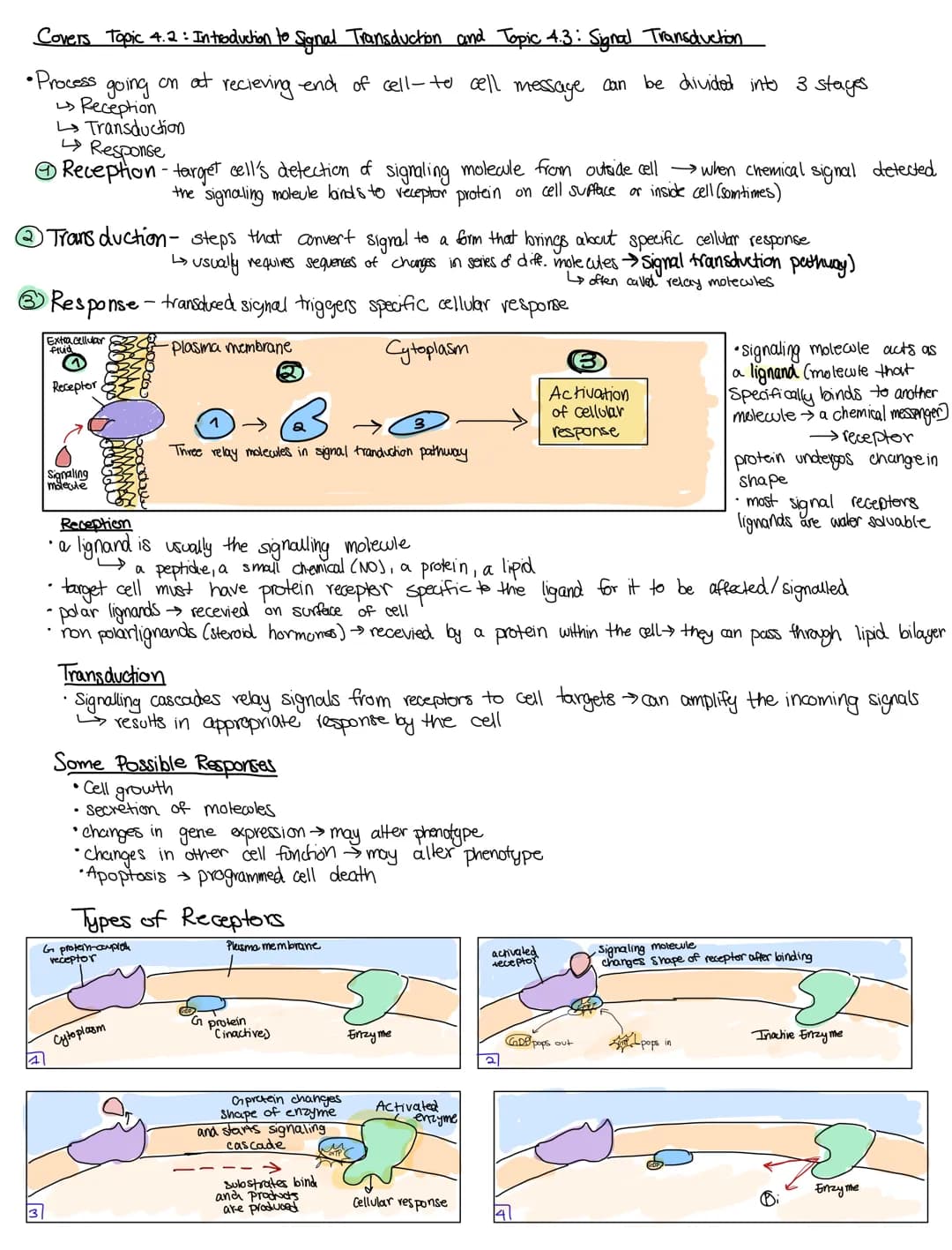 CELL COMMUNICATIONS
Covers Topic: 4.1 cell communication
cells communicate by generating, transmitting, recieving.
and responding to chemica