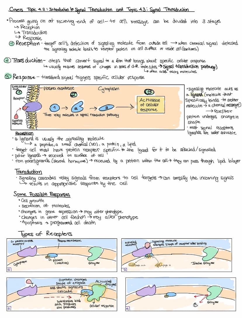 CELL COMMUNICATIONS
Covers Topic: 4.1 cell communication
cells communicate by generating, transmitting, recieving.
and responding to chemica