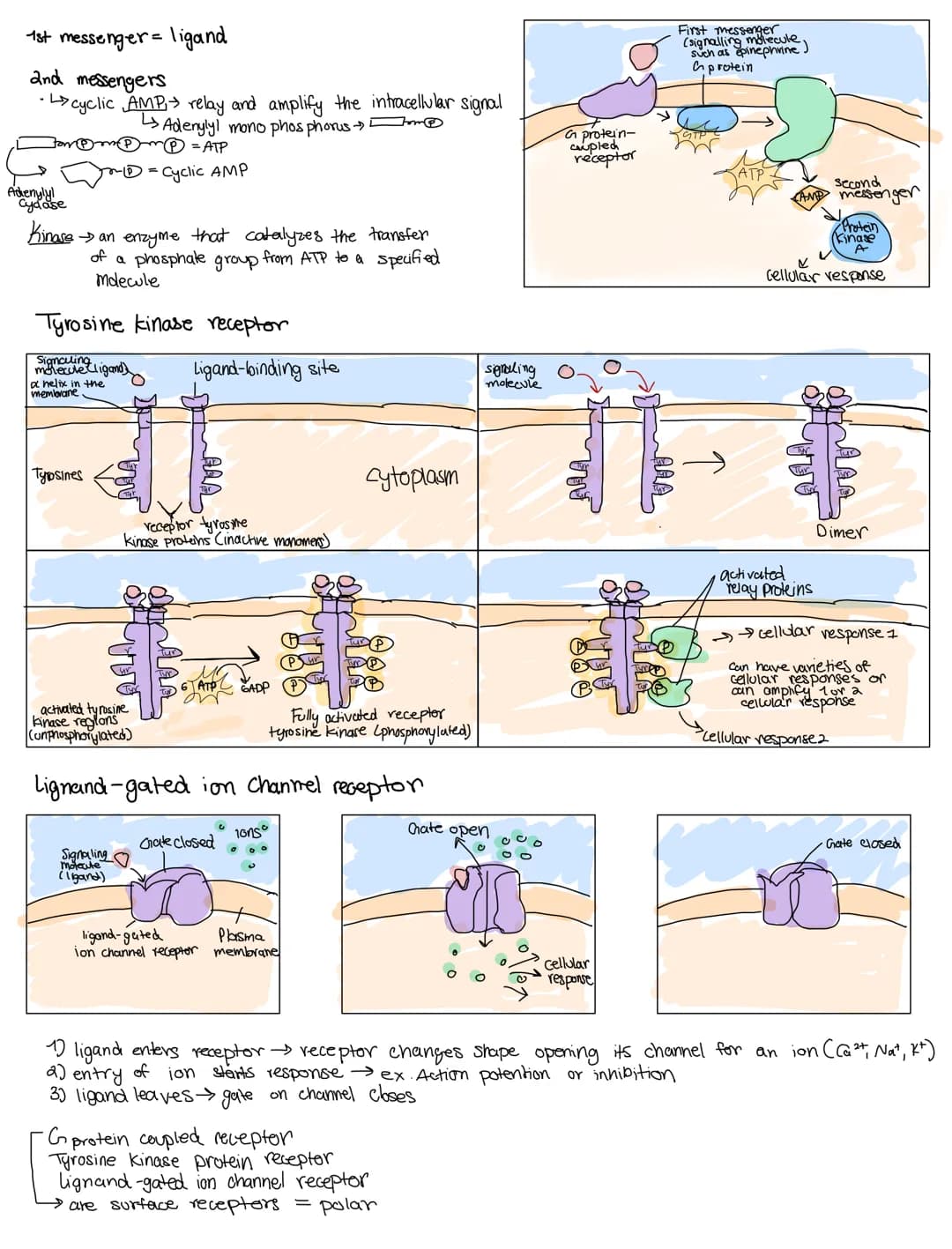 CELL COMMUNICATIONS
Covers Topic: 4.1 cell communication
cells communicate by generating, transmitting, recieving.
and responding to chemica