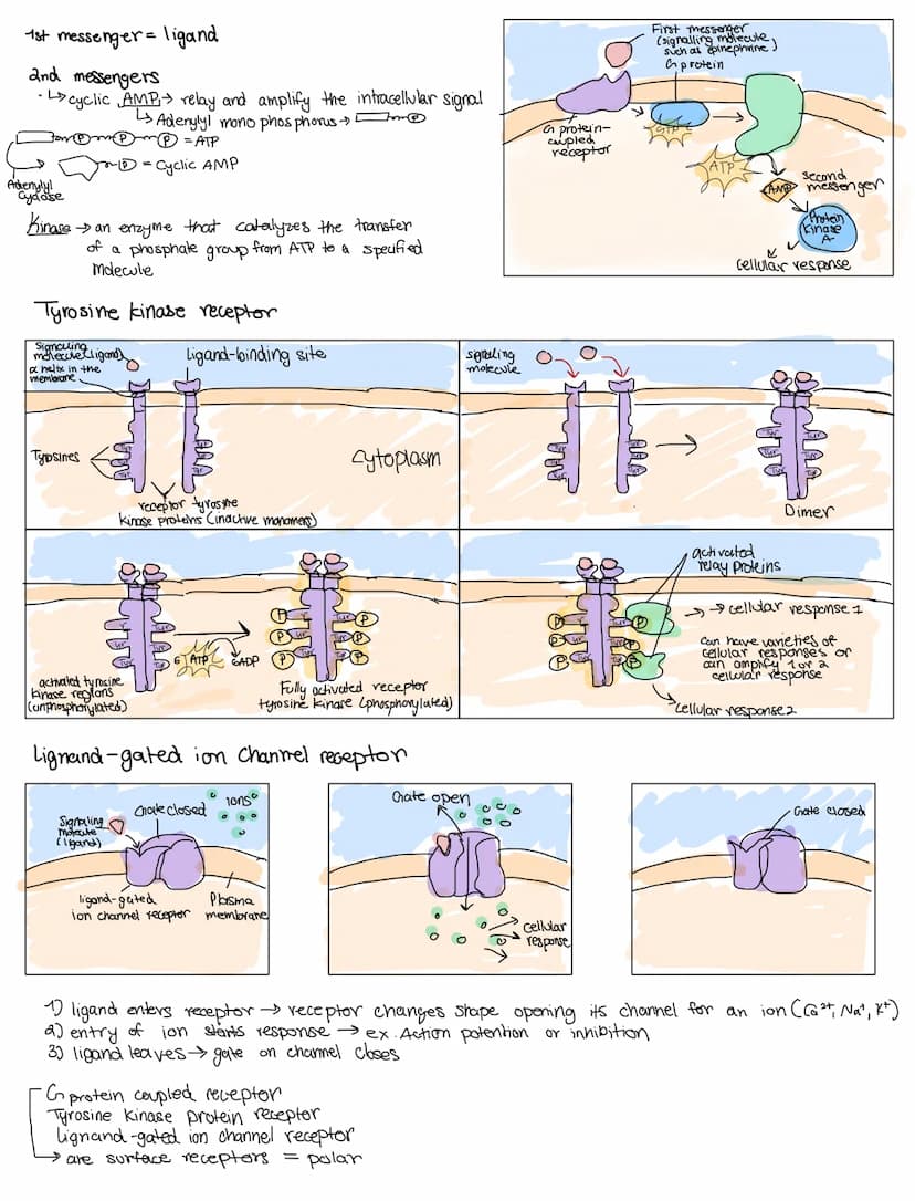 CELL COMMUNICATIONS
Covers Topic: 4.1 cell communication
cells communicate by generating, transmitting, recieving.
and responding to chemica