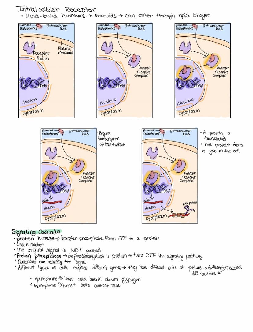 CELL COMMUNICATIONS
Covers Topic: 4.1 cell communication
cells communicate by generating, transmitting, recieving.
and responding to chemica