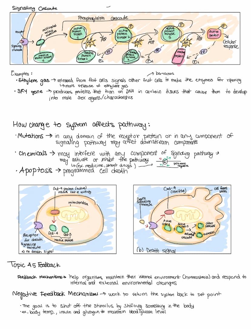CELL COMMUNICATIONS
Covers Topic: 4.1 cell communication
cells communicate by generating, transmitting, recieving.
and responding to chemica