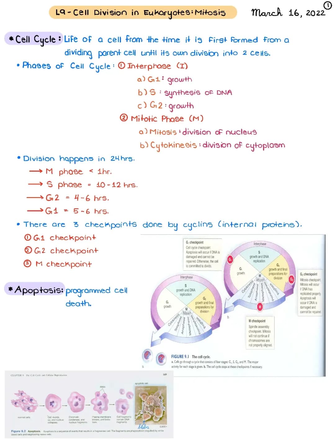 Fun Guide to Cell Cycle: Phases, Checkpoints, Mitosis, and More!