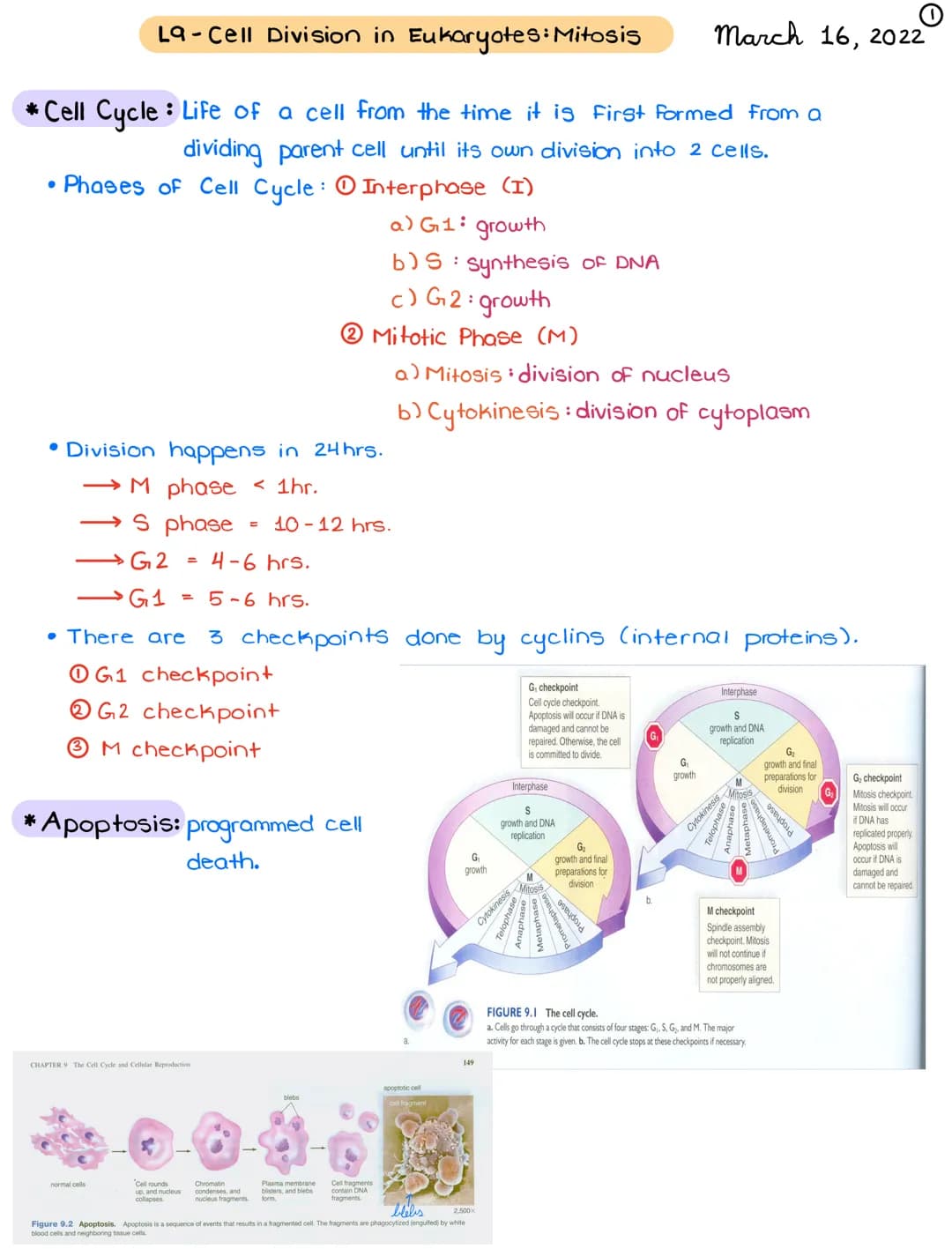 La-Cell Division in Eukaryotes: Mitosis
*Cell Cycle: Life of a cell from the time it is first formed from a
dividing parent cell until its o