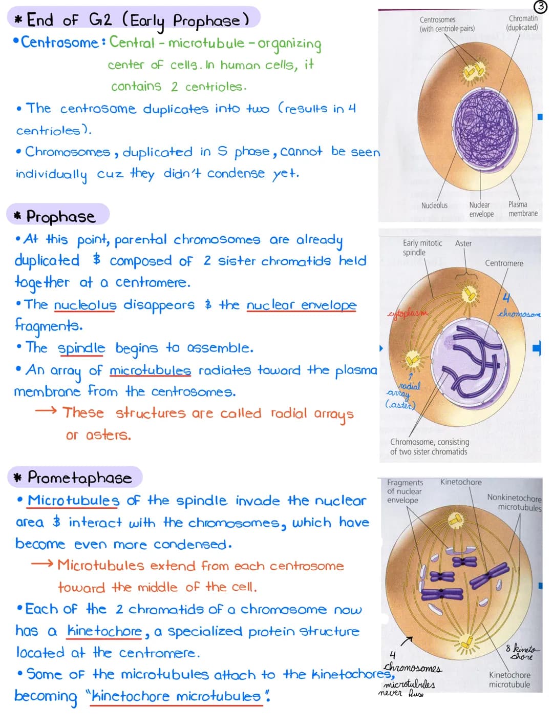 La-Cell Division in Eukaryotes: Mitosis
*Cell Cycle: Life of a cell from the time it is first formed from a
dividing parent cell until its o